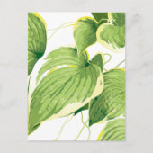 Ficus Pflanze 2 Feiertagspostkarte (Vorderseite)