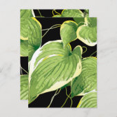 Ficus Pflanze 3 Postkarte (Vorne/Hinten)