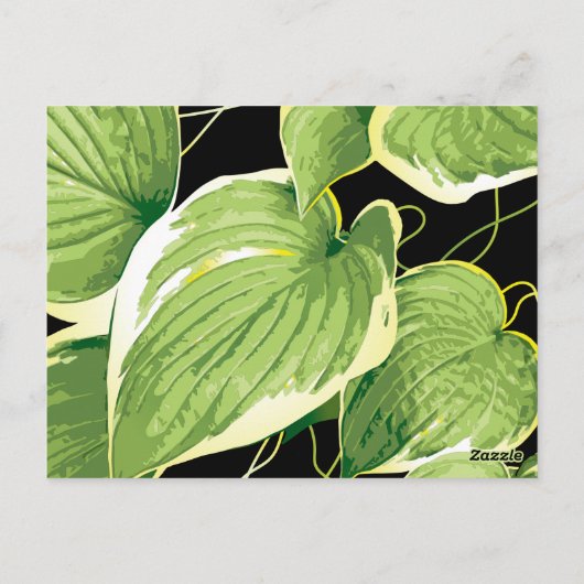 Ficus Pflanze 3 Postkarte (Rückseite)