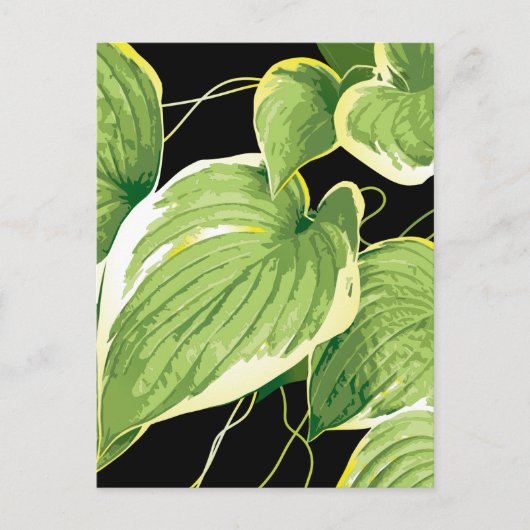 Ficus Pflanze 3 Postkarte (Vorderseite)