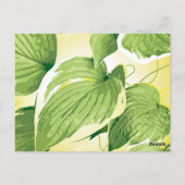 Ficus Pflanze 4 Postkarte (Rückseite)