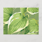Ficus Pflanze 5 Postkarte (Rückseite)
