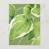 Ficus Pflanze 5 Postkarte (Vorderseite)