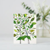 Ficus-Pflanze Farbstift Baumzeichnung  Postkarte (Stehend Vorderseite)