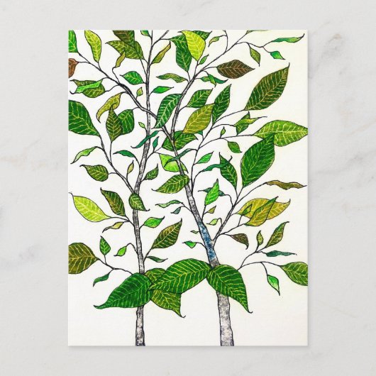 Ficus Plant Color Pencil Tree Drawing  Postkarte (Vorderseite)
