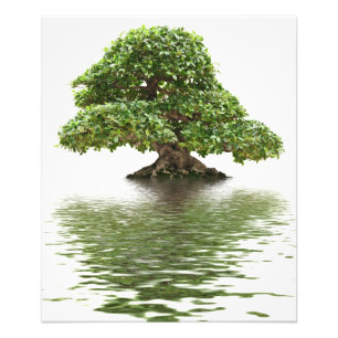 Ficusbonsais Fotodruck
