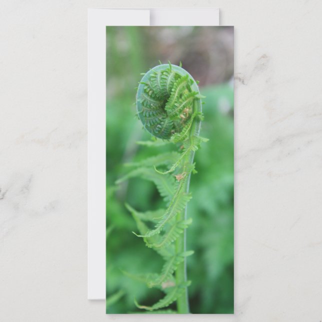 Fiddlehead (Vorderseite)