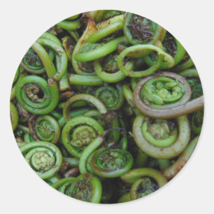 Fiddlehead-Farne Runder Aufkleber