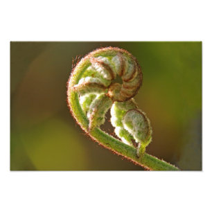 Fiddlehead Fern Fotodruck