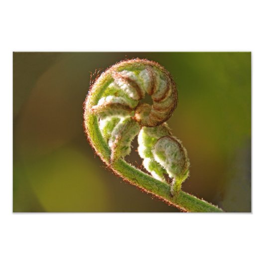 Fiddlehead Fern Fotodruck (Vorne)