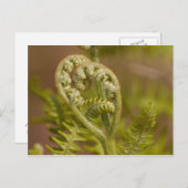 Fiddlehead Fern Heart Foto Postkarte (Vorne/Hinten)