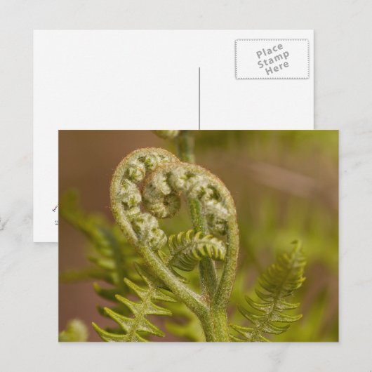 Fiddlehead Fern Heart Foto Postkarte (Vorne/Hinten)