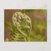 Fiddlehead Fern Heart Foto Postkarte (Vorderseite)