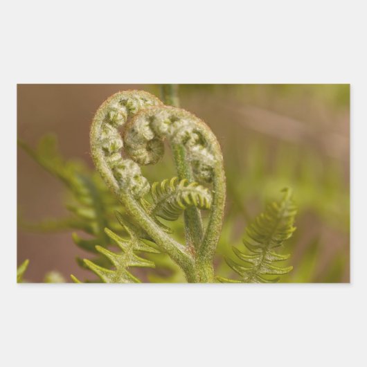 Fiddlehead Fern Heart Foto Rechteckiger Aufkleber (Vorderseite)