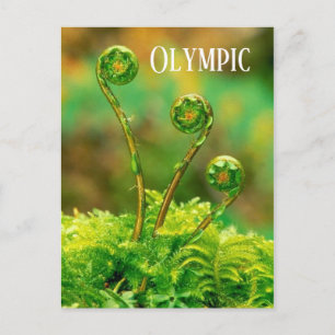 Fiddlehead Fern, Olympischer Nationalpark Postkarte