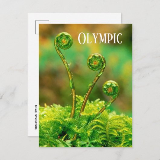 Fiddlehead Fern, Olympischer Nationalpark Postkarte (Vorne/Hinten)