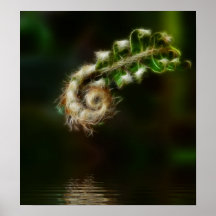 Fiddlehead Fern