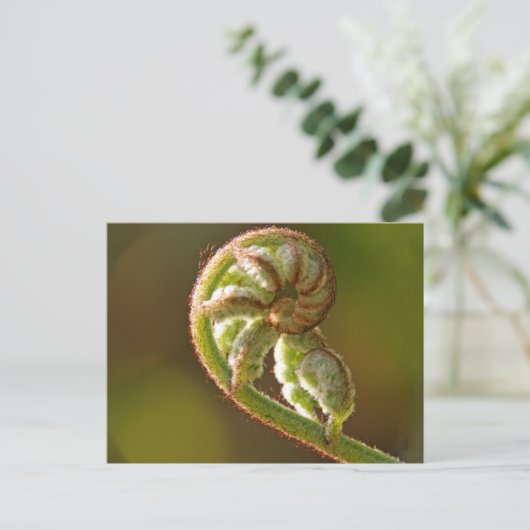Fiddlehead Fern Postkarte (Stehend Vorderseite)