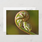 Fiddlehead Fern Postkarte (Vorne/Hinten)