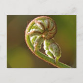 Fiddlehead Fern Postkarte (Vorderseite)