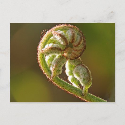 Fiddlehead Fern Postkarte (Vorderseite)