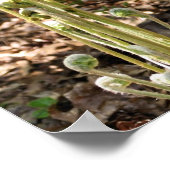 Fiddlehead Ferns im Frühling Natur 3 Poster (Ecke)