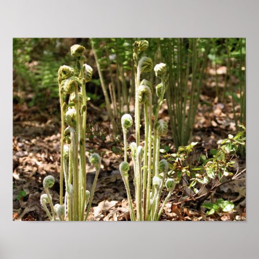 Fiddlehead Ferns im Frühling Natur 3 Poster (Vorne)