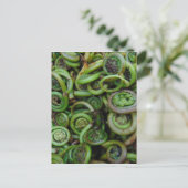 Fiddlehead Ferns Postkarte (Stehend Vorderseite)