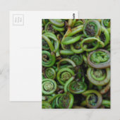 Fiddlehead Ferns Postkarte (Vorne/Hinten)
