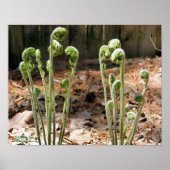 Fiddlehead Ferns Spring Nature #4 Poster (Vorne)