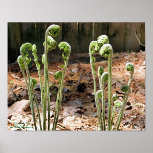 Fiddlehead Ferns Spring Nature #4 Poster (Vorne)