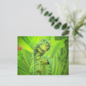 Fiddlehead Postkarte (Stehend Vorderseite)