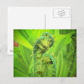 Fiddlehead Postkarte (Vorne/Hinten)