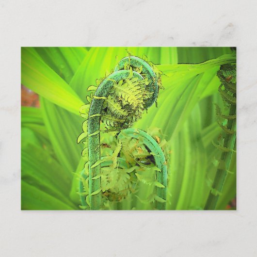 Fiddlehead Postkarte (Vorderseite)