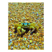Fiddler Crab Fotodruck (Vorne)
