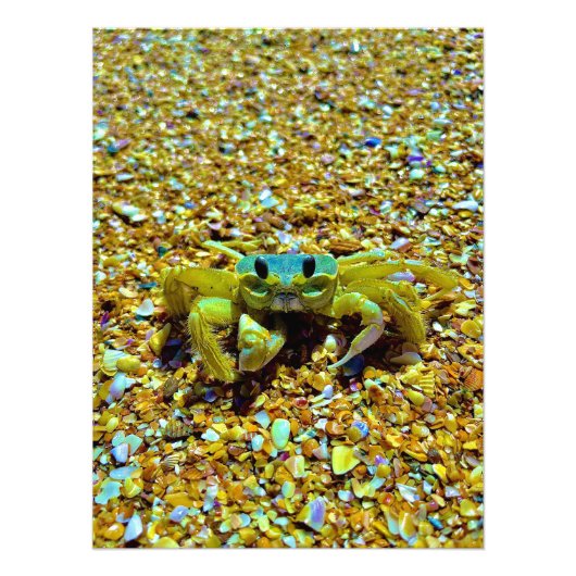 Fiddler Crab Fotodruck (Vorne)
