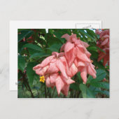 Fidschi-Rosa und Gelbe Blume Postkarte (Vorne/Hinten)