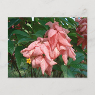 Fidschi-Rosa und Gelbe Blume Postkarte