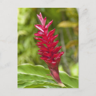 Fidschi, Viti Levu Insel. Blume. Postkarte