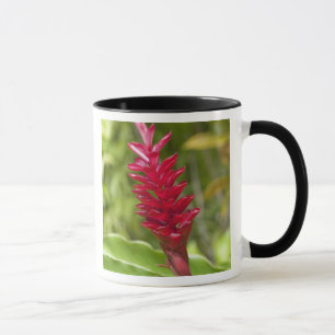 Fidschi, Viti-Levu-Insel. Blume. Tasse