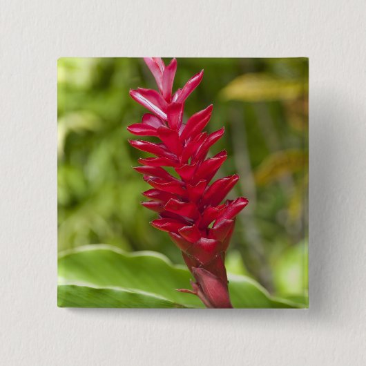 Fidschi, Viti Levu Island. Blume. Button (Vorderseite)