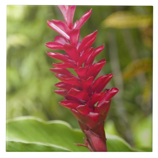 Fidschi, Viti Levu Island. Blume. Fliese (Vorderseite)