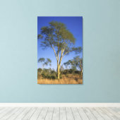 Fieber (Acacia Xanthophloea), Punda Maria Leinwanddruck (Insitu (Holzboden))