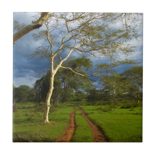 Fieberbaum (Acacia Xanthophloe) durch Scheitelspur Fliese (Vorderseite)