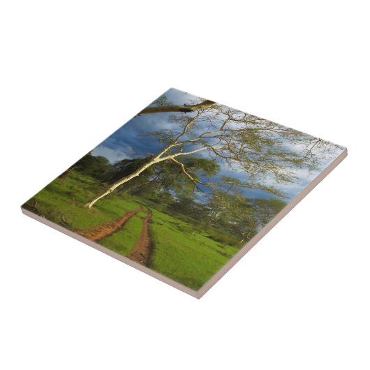 Fieberbaum (Acacia Xanthophloe) durch Scheitelspur Fliese (Seite)