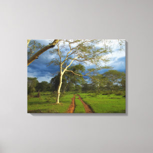 Fieberbaum (Acacia Xanthophloe) durch Scheitelspur Leinwanddruck