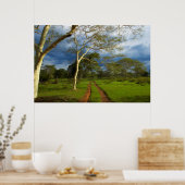 Fieberbaum (Acacia Xanthophloea) durch dirt Track Poster (Küche)