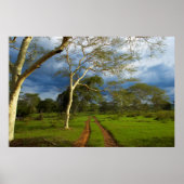 Fieberbaum (Acacia Xanthophloea) durch dirt Track Poster (Vorne)