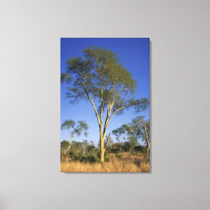 Fieberbaum (Acacia Xanthophloea), Punda Maria Leinwanddruck