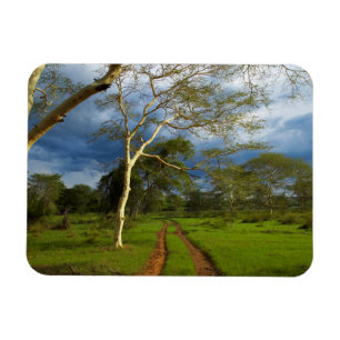 Fieberbaum (Acacia Xanthophloea) von Dirt Track Magnet